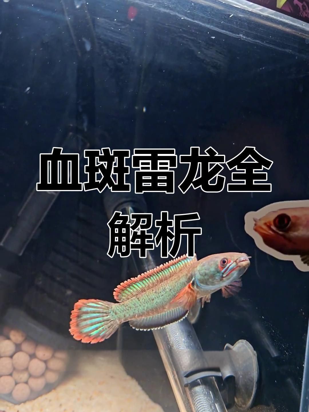 雷龍魚有哪些觀賞價值？