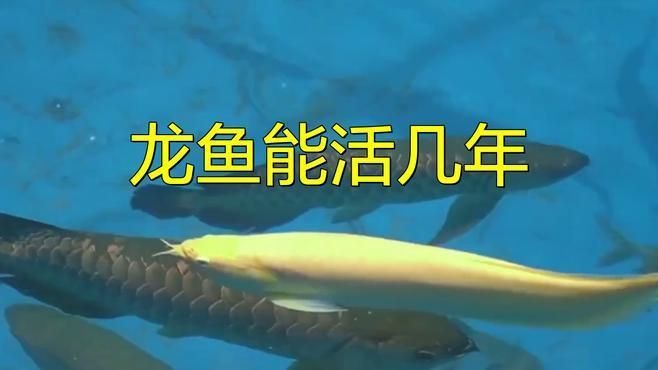 金龍魚(yú)壽命有多長(zhǎng)？