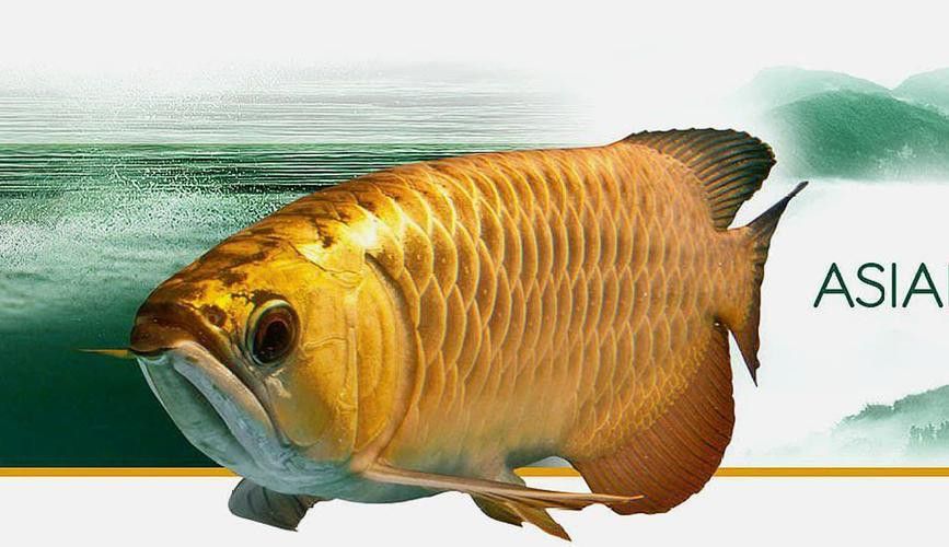 深圳龍魚(yú)市場(chǎng)