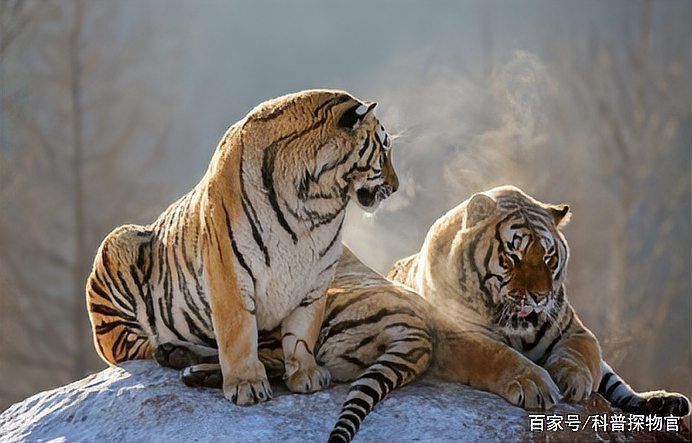 老虎不吃死人是真的嗎
