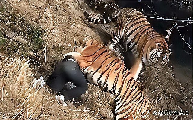 老虎不吃死人是真的嗎