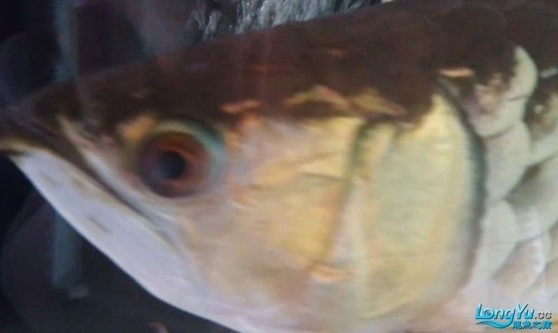 龍魚蒙眼手術(shù)
