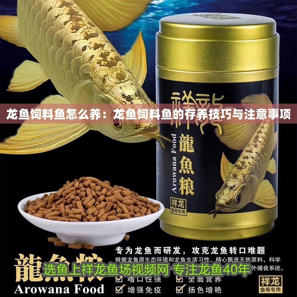 龍魚飼料魚怎么養：龍魚飼料魚的存養技巧與注意事項