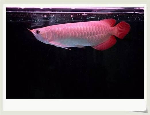 購買龍魚時的鑒別方法有哪些呢英語（如何判斷龍魚品種）