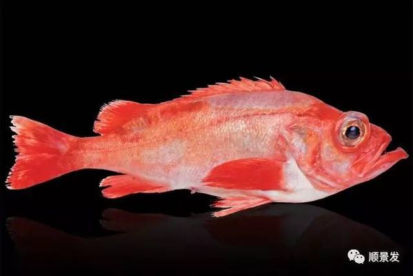 購買龍魚時的鑒別方法有哪些呢英語（如何判斷龍魚品種）