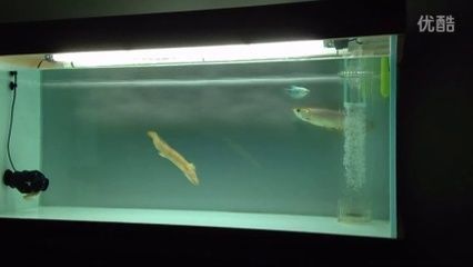 新入缸龍魚呆在上層不游動正常嗎：新入缸的龍魚呆在上層不游動正常嗎
