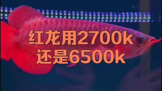 龍魚缸照明燈需要多大功率？