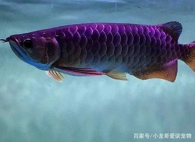 龍魚怎么區分公母：區分龍魚的公母可以通過觀察其外觀、行為特征、行為特征以及生殖器官等方法