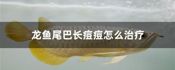 龍魚尾巴缺一塊：龍魚尾巴缺一塊可能是由于打架、驚嚇、細(xì)菌感染等原因造成的
