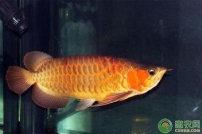 龍魚什么特征好養（龍魚是一種非常受歡迎的觀賞魚）