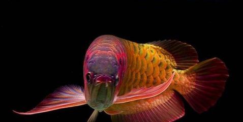 龍魚什么特征好養（龍魚是一種非常受歡迎的觀賞魚）