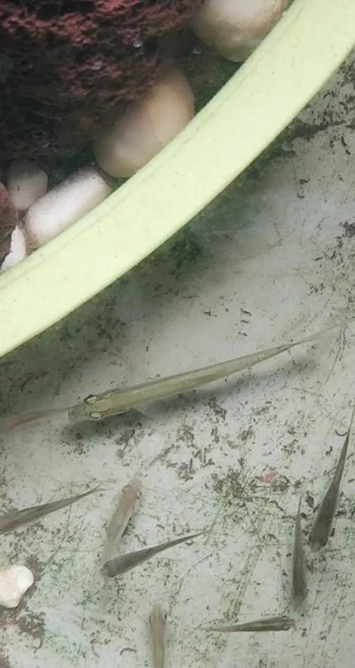 有沒有更多不同角度的銀龍魚幼苗圖片？