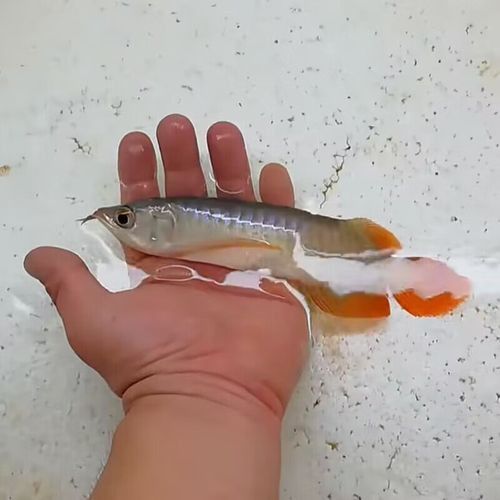 有沒有更多不同角度的銀龍魚幼苗圖片？