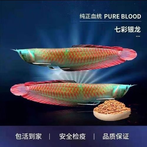 有沒有更多不同角度的銀龍魚幼苗圖片？