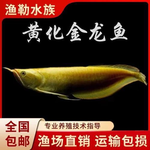有沒有更多不同角度的銀龍魚幼苗圖片？