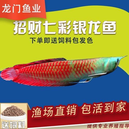 有沒有更多不同角度的銀龍魚幼苗圖片？