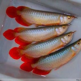 有沒有更多不同角度的銀龍魚幼苗圖片？