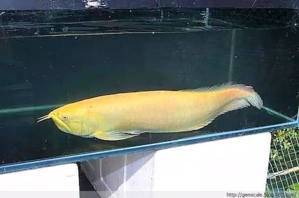 有沒有更多不同角度的銀龍魚幼苗圖片？