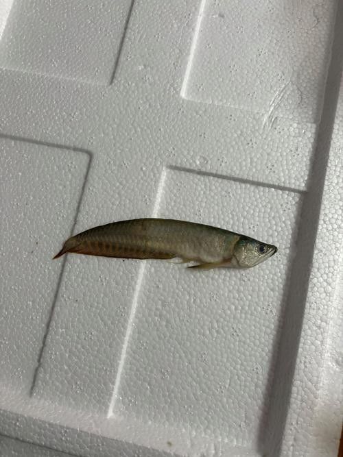 有沒有更多不同角度的銀龍魚幼苗圖片？