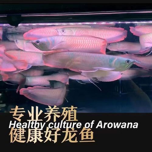 有沒有更多不同角度的銀龍魚幼苗圖片？