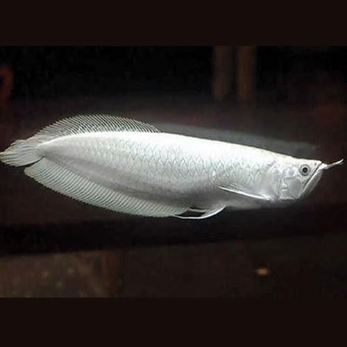 有沒有更多不同角度的銀龍魚幼苗圖片？