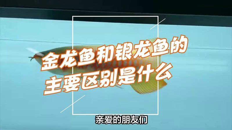 有沒有更多不同角度的銀龍魚幼苗圖片？