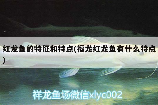 紅龍福龍魚：紅龍福龍魚市場價格