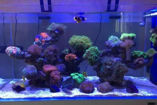 子彈頭魚缸好不好，子彈頭魚缸品牌推薦