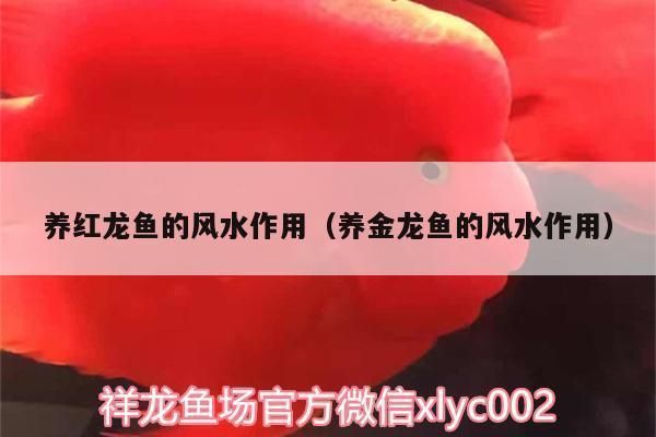 風(fēng)水龍魚(yú)養(yǎng)金龍還是紅龍好,金龍魚(yú)與紅龍魚(yú)價(jià)格對(duì)比, 龍魚(yú)百科 第4張 風(fēng)水龍魚(yú)養(yǎng)金龍還是紅龍好,金龍魚(yú)與紅龍魚(yú)價(jià)格對(duì)比, 風(fēng)水龍魚(yú)養(yǎng)金龍還是紅龍好,金龍魚(yú)與紅龍魚(yú)價(jià)格對(duì)比, 龍魚(yú)百科 第4張