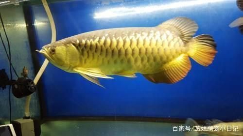 龍魚什么價位比較好養活呢，成年銀龍魚多少錢一條
