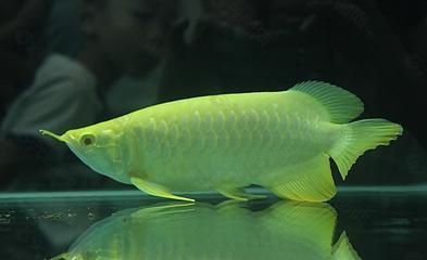 世界龍魚錦標(biāo)賽的要求有什么(世界龍魚錦標(biāo)賽虎魚比賽規(guī)則及看點(diǎn)介紹) 龍魚百科 第5張 世界龍魚錦標(biāo)賽的要求有什么(世界龍魚錦標(biāo)賽虎魚比賽規(guī)則及看點(diǎn)介紹) 世界龍魚錦標(biāo)賽的要求有什么(世界龍魚錦標(biāo)賽虎魚比賽規(guī)則及看點(diǎn)介紹) 龍魚百科 第5張