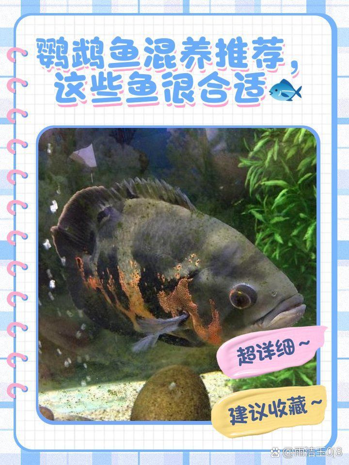 貓魚可以和鸚鵡魚混養嗎