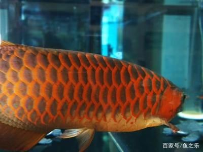 龍魚無緣無故撞缸了什么原因：龍魚撞缸的原因及解決方式