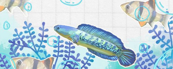 雷龍魚可以和什么魚養在一起？（雷龍魚混養伙伴的選購技巧）