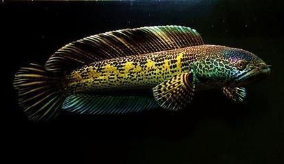 雷龍魚可以和什么魚養在一起？（雷龍魚混養伙伴的選購技巧）