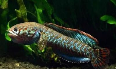 雷龍魚可以和什么魚養在一起？（雷龍魚混養伙伴的選購技巧）