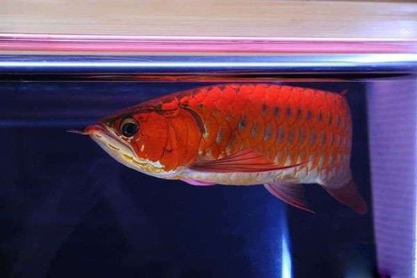 龍魚趴缸多久能好起來啊