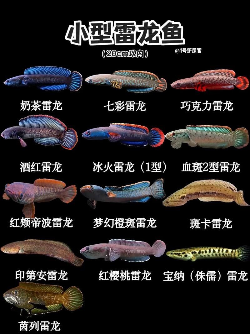 雷龍魚和龍魚哪個好養一點呢
