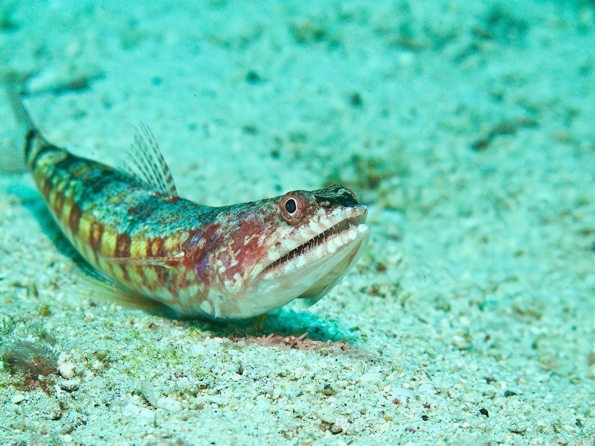 雷龍魚和龍魚哪個好養一點呢