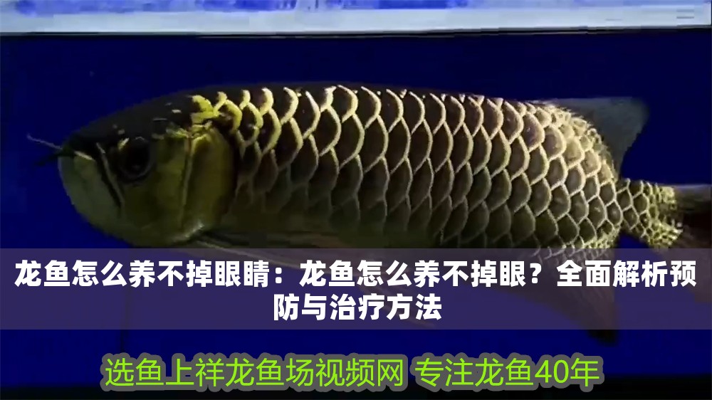 龍魚怎么養不掉眼睛：龍魚怎么養不掉眼？全面解析預防與治療方法