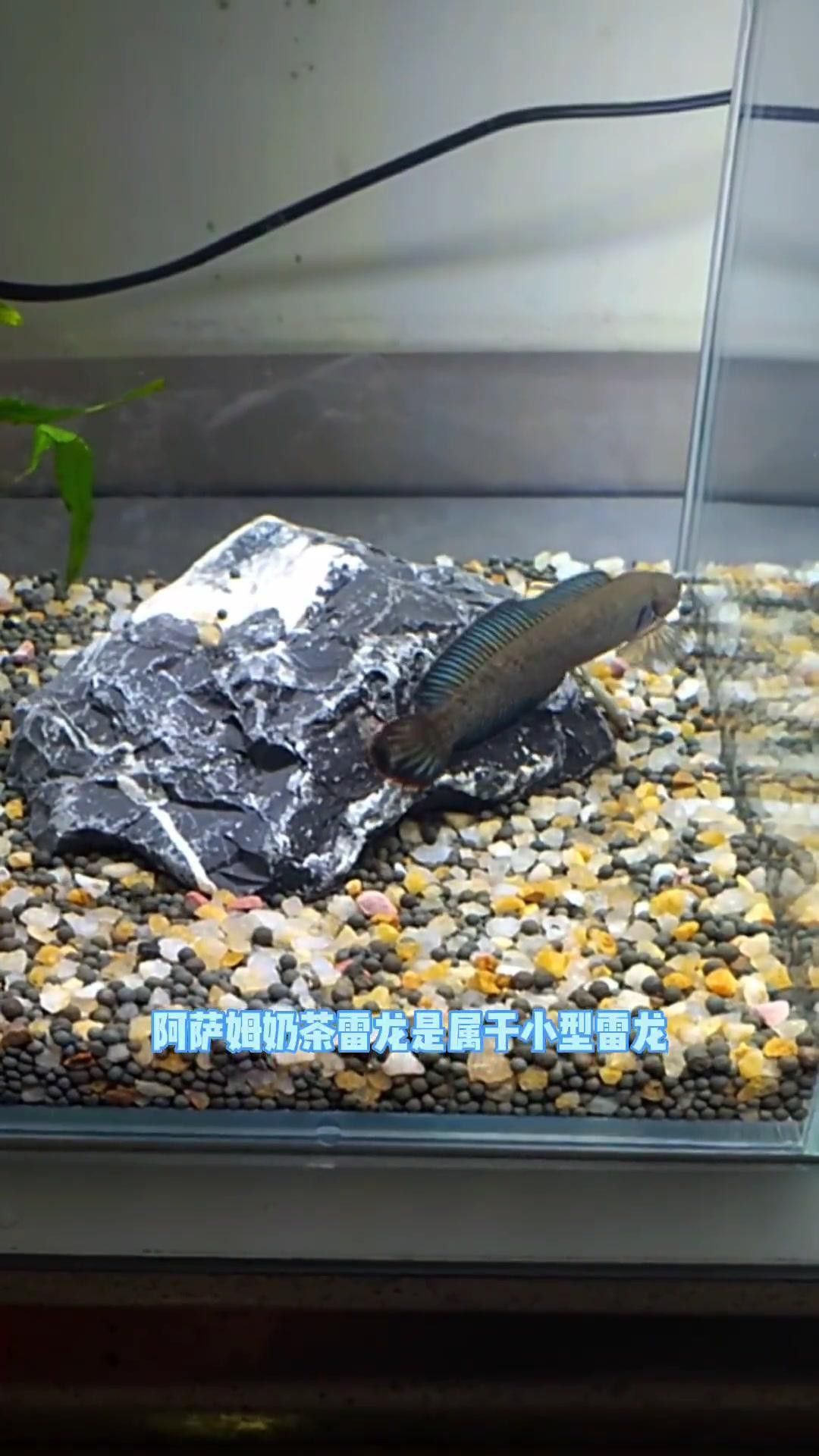 雷龍魚中最容易飼養的品種