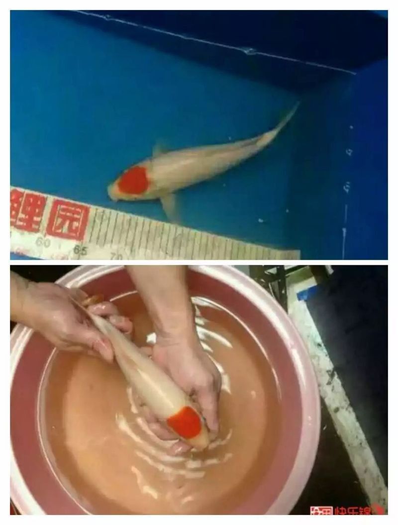錦鯉出墨和出緋技巧