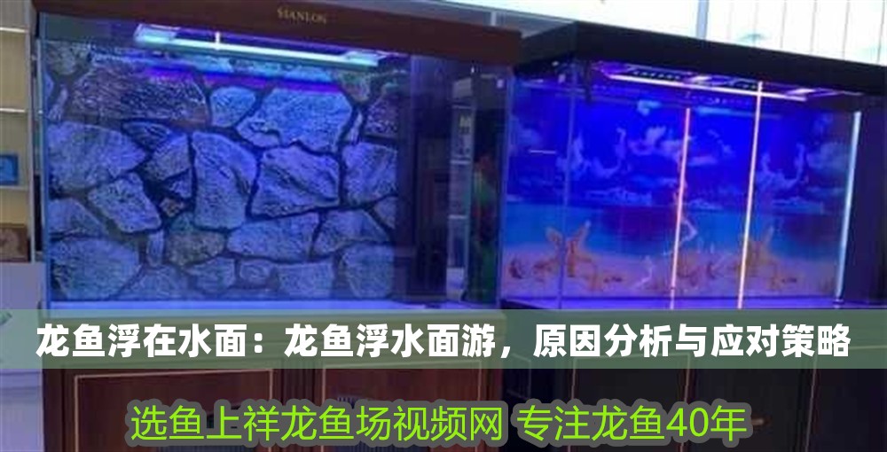 龍魚浮在水面：龍魚浮水面游，原因分析與應對策略