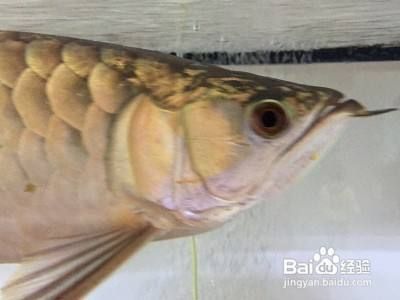 龍魚兜嘴怎么治療：如何改善龍魚兜嘴的問題