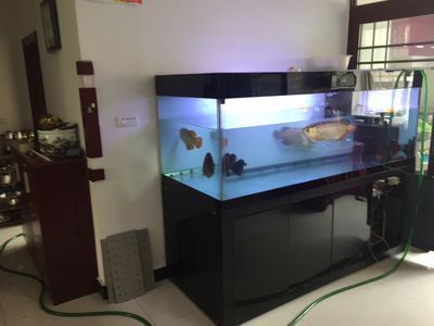BD魟魚與龍魚混養效果：bd魟魚與龍魚可以混養嗎