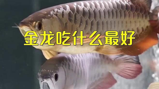 五彩金龍魚喜歡吃什么