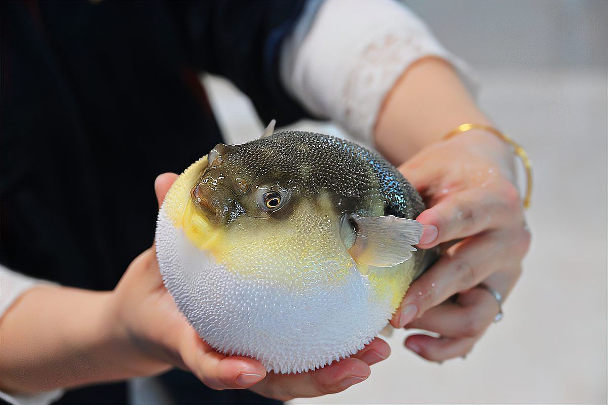 河豚可以和龍魚混養嗎