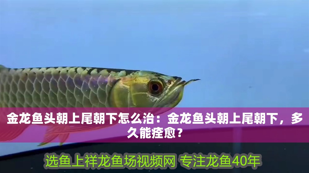 金龍魚(yú)頭朝上尾朝下怎么治：金龍魚(yú)頭朝上尾朝下，多久能痊愈？