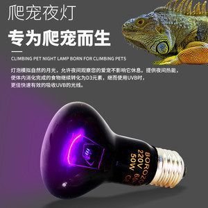 養龍魚需不需要留夜燈：養龍魚是否需要留夜燈