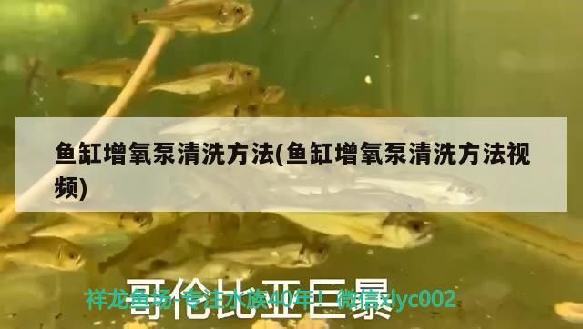 金龍魚混養視頻大全集：金龍魚混養視頻大全集播放